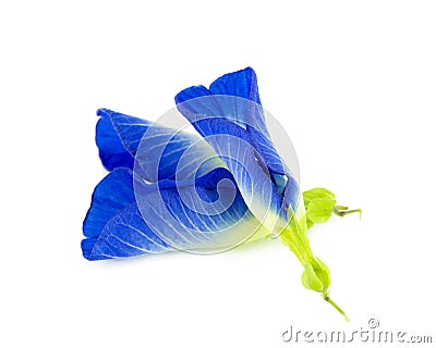 Butterfly Pea flower on white background Stock Photo