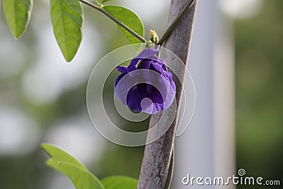 Butterfly pea flowers, bluebell wine, green peas, cordofan beans Flower of the vine Stock Photo