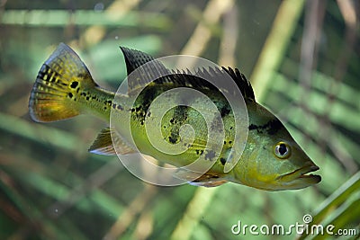 Butterfly peacock bass Cichla ocellaris Stock Photo