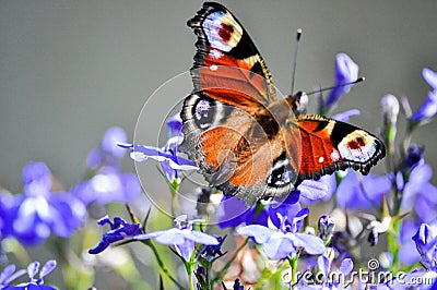 An European Peacock butterfly full of colors on a purple flower Stock Photo