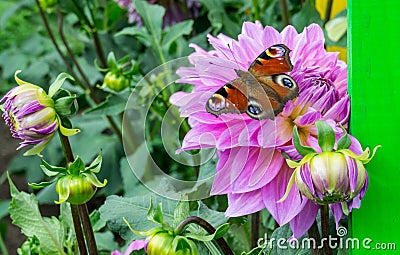 Butterfly peacock eye sit on a flower of aster Stock Photo