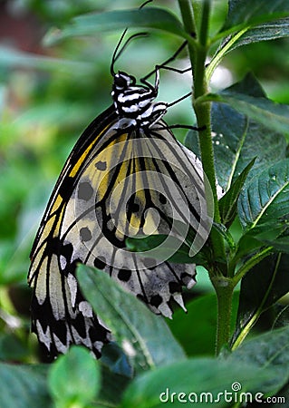 Butterfly Perched Stock Photo