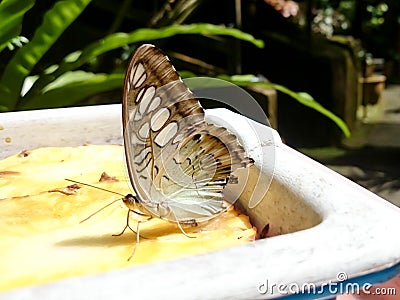 Butterfly perched on food Stock Photo