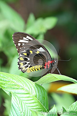 Butterfly perched on leaf Stock Photo