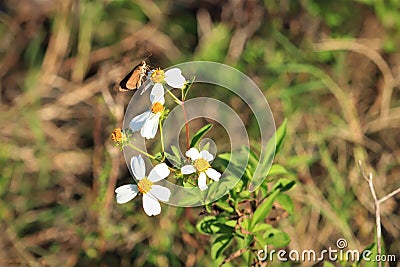 A butterfly perches on a flower, a gray hawk moth with a long proboscis, USA, close-up. Stock Photo