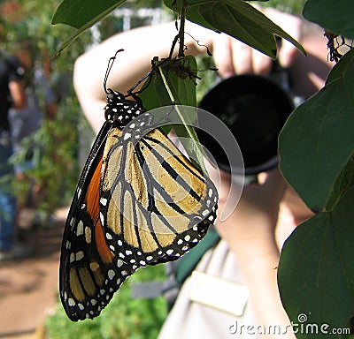 Butterfly Photographer Stock Photo