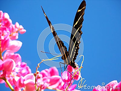 Butterfly on pink flower Stock Photo