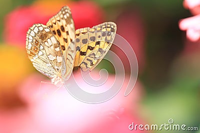 dreamlike Butterfly on pink flower Stock Photo