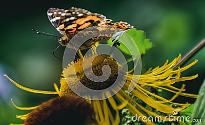 Beautiful butterfly on a flower Editorial Stock Photo