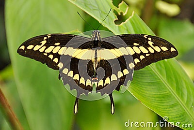 Butterfly on Plant Stock Photo