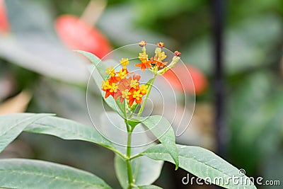 Butterfly plant blur background taken in the daytime at springtime Stock Photo