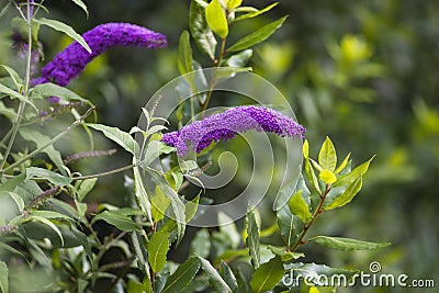 Butterfly plant Stock Photo