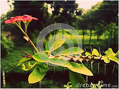 Butterfly plant for natural Stock Photo
