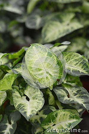 Butterfly Plant Pixie Stock Photo