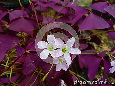 butterfly plant, sedang berbunga Stock Photo