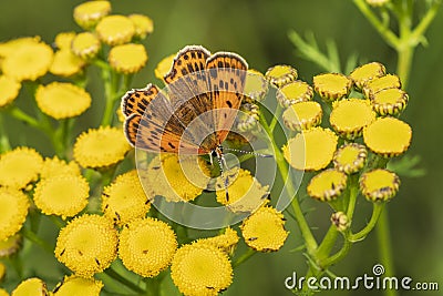 A butterfly pollinates flowers Stock Photo