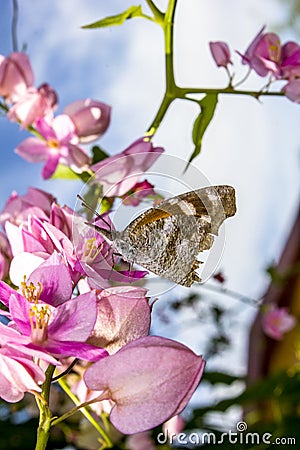 Butterfly Pollinating Pink Blossoming Flowers of a Queen's Wreath Vine Stock Photo