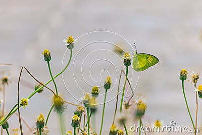 Butterfly pollination flower Stock Photo