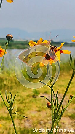 Butterfly pollination Stock Photo