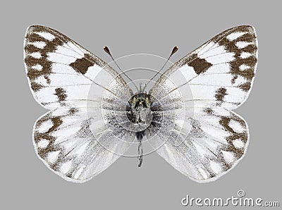 Butterfly Pontia callidice female Stock Photo