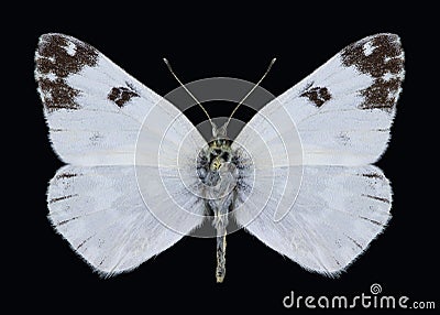 Butterfly Pontia edusa Stock Photo