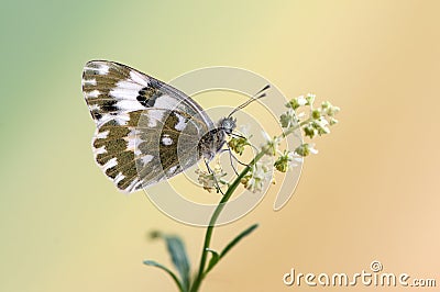 Butterfly Pontia edusa on a summer day on a field flower early waiting for the first rays of the sun Stock Photo