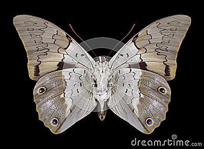 Butterfly Prepona dexamenus underside Stock Photo