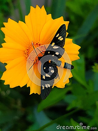 Butterfly Pseudomonas vulgaris on a flower close-up Stock Photo