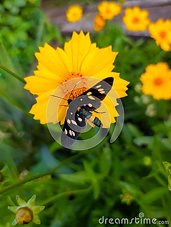 Butterfly Pseudomonas vulgaris on a flower close-up Stock Photo