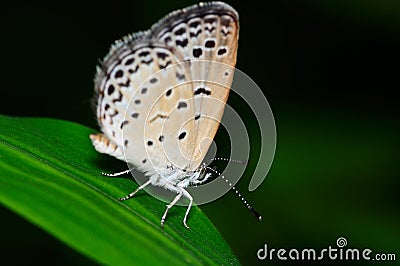 Butterfly (Pseudozizeeria Maha) Stock Photo