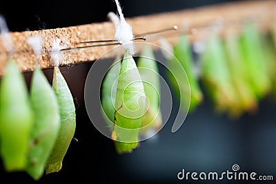 Butterfly pupa Stock Photo