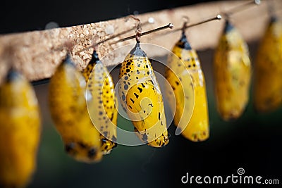 Butterfly pupa Stock Photo