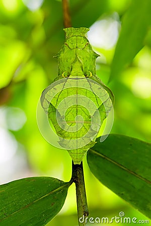 Butterfly pupa face Stock Photo