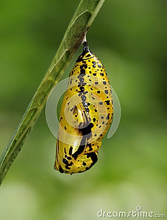 Butterfly Pupa - Paper kite Stock Photo