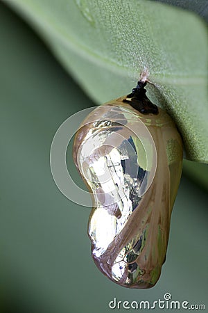 Butterfly Pupa Super Macro Stock Photo