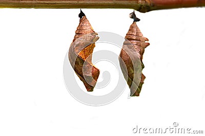 Butterfly pupae on white Stock Photo