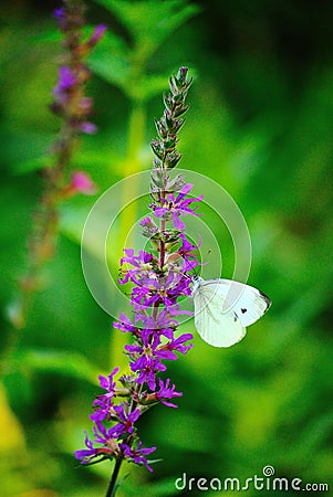 Butterfly on purple flower Stock Photo
