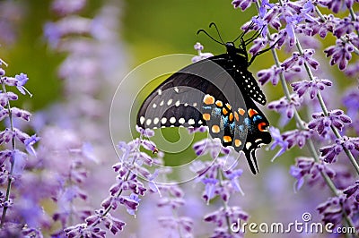 Butterfly with Purple Flowers Stock Photo