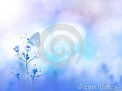 Butterfly and purple flowers blurred background Stock Photo