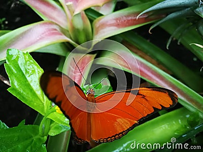 Butterfly in Red-Black Stock Photo