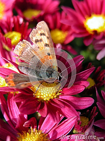 Butterfly on red flower Stock Photo