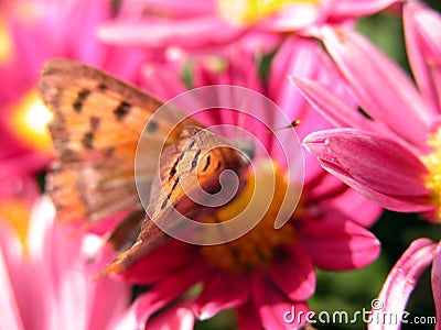 Butterfly on red flower Stock Photo