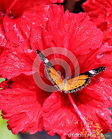 Butterfly on red flower Stock Photo