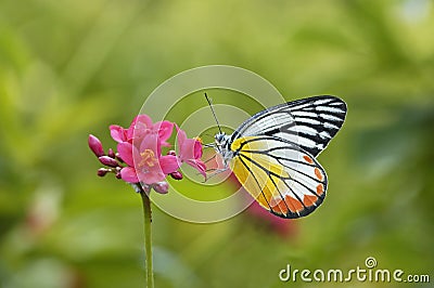 Butterfly and red flower Stock Photo