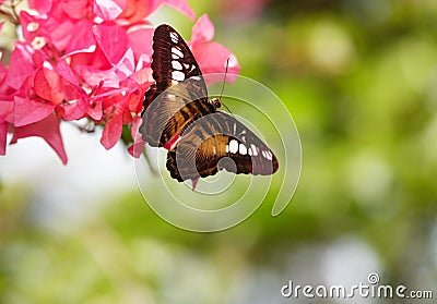 Butterfly and red flower on green background. Stock Photo