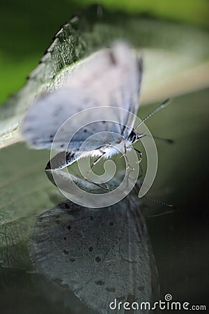 Butterfly on reflecting surface Stock Photo