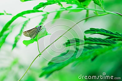 Butterfly Stock Photo