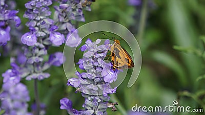 The butterfly's presence on the lavender flower Stock Photo