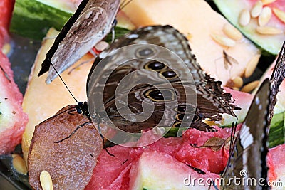 Butterfly Stock Photo