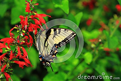 Butterfly on Scarlet Sage Stock Photo